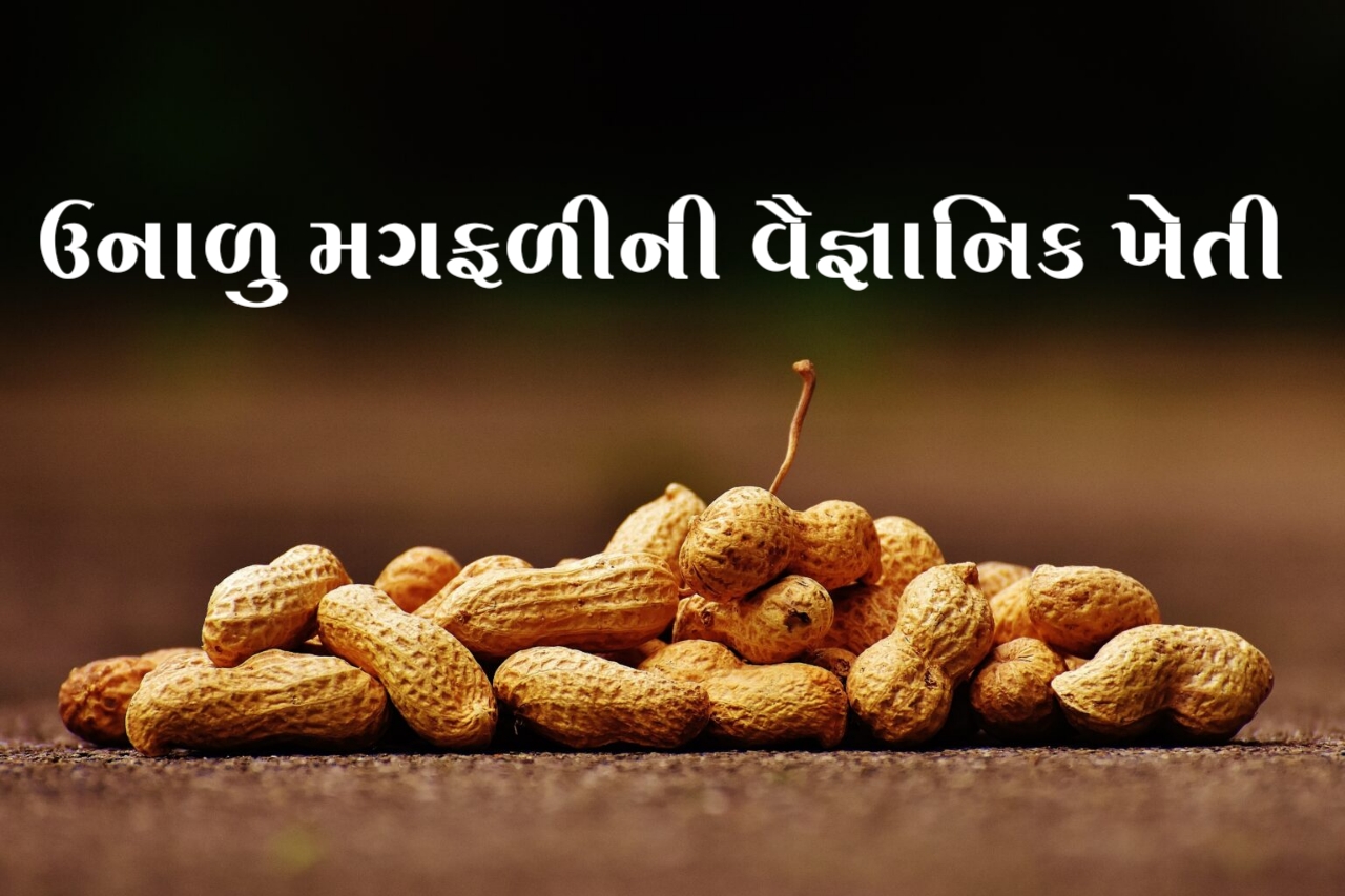 ઉનાળુ મગફળી ની વૈજ્ઞાનિક ખેતી