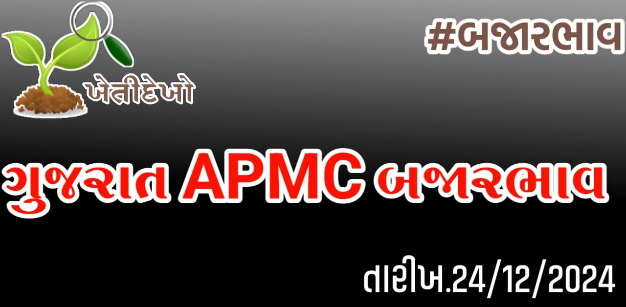 બજારભાવ Gujarat APMC Bajarbhav 24.12.24